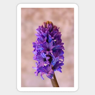 Hyacinth in Blue Sticker